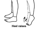 Heel raises
